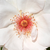 Bijela  - Floribunda ruže - Jacqueline du Pré